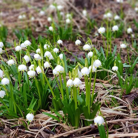 7 Lakes Daire Bohinj