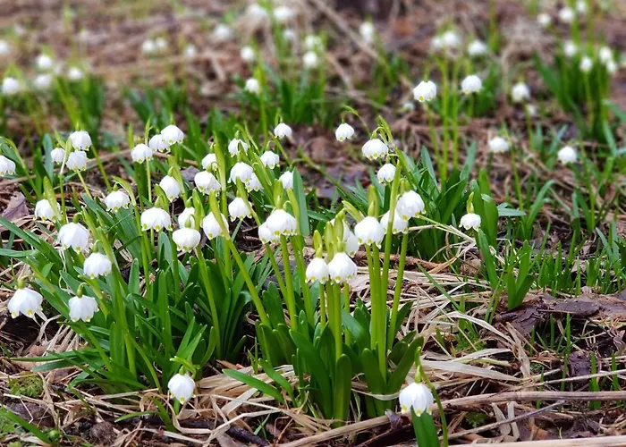 7 Lakes Apartamento Bohinj